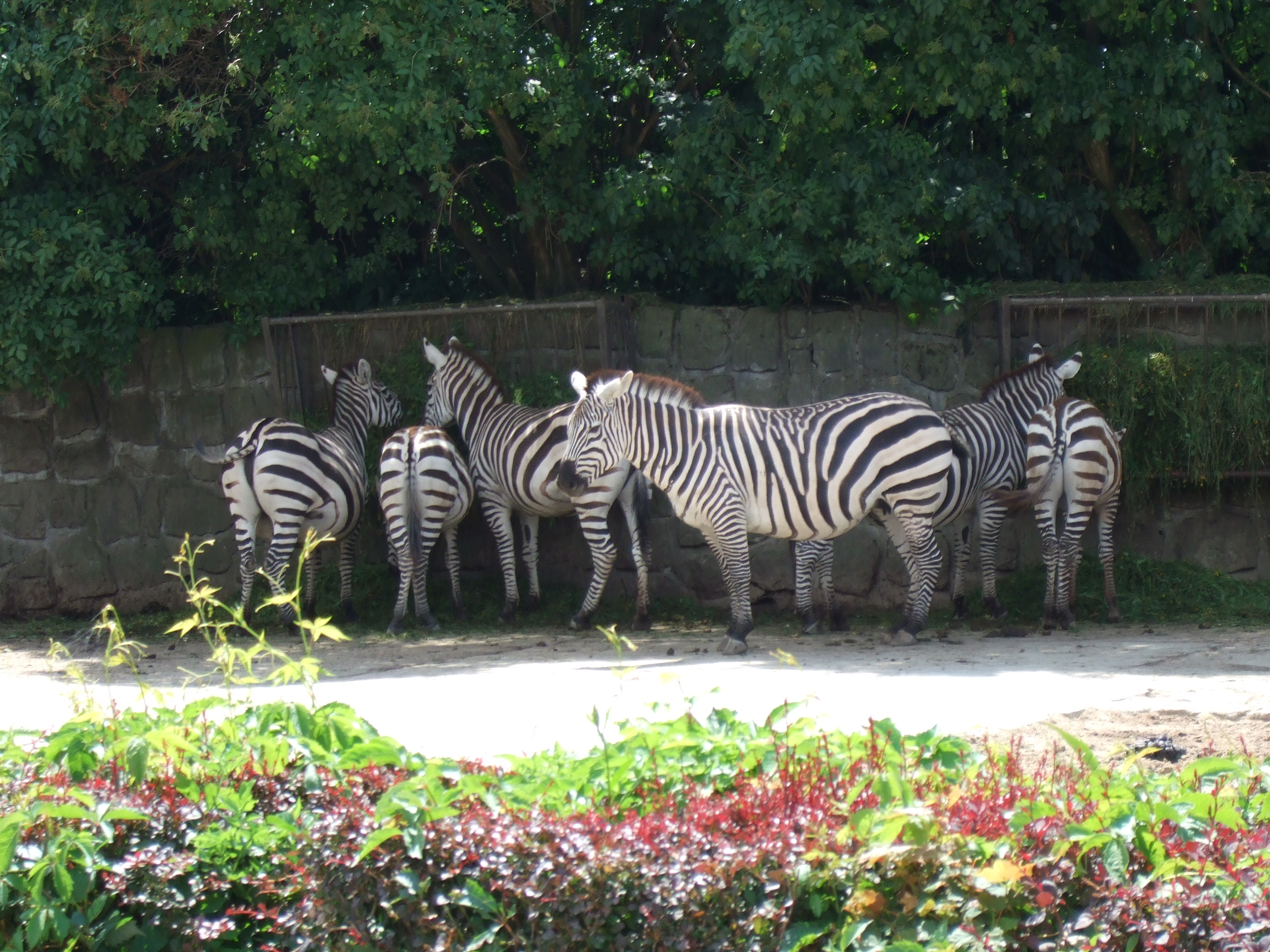 Zebra Böhmova